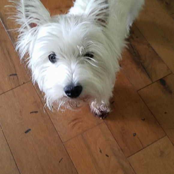 Meet your Posher, Julie - Picture 1 of 3